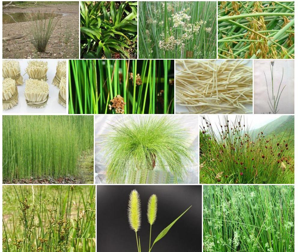 假栗花灯心草Juncus-pseudocastaneus图片