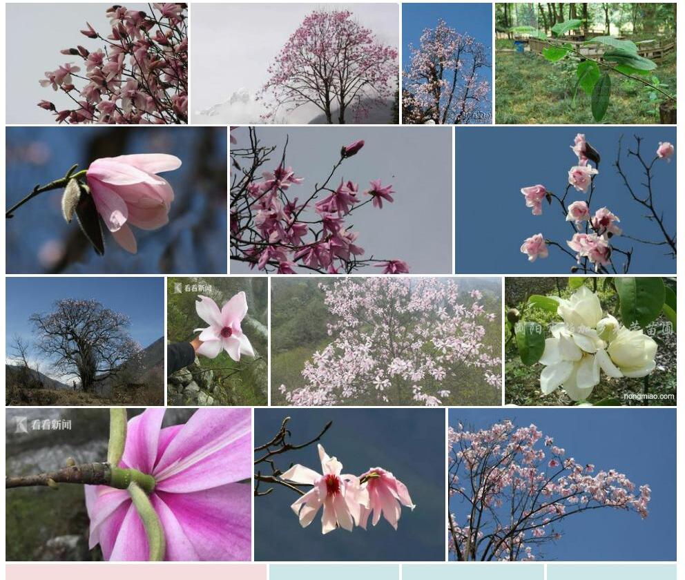 光叶木兰Magnolia-dawsoniana图片