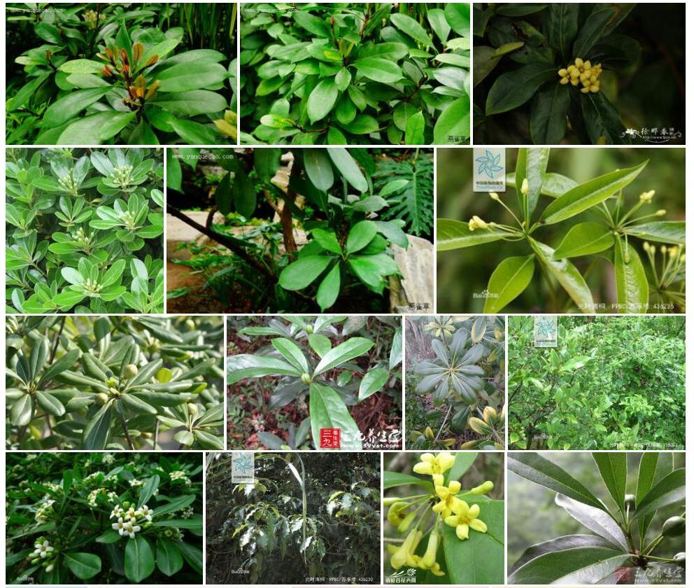 光叶海桐Pittosporum-glabratum图片