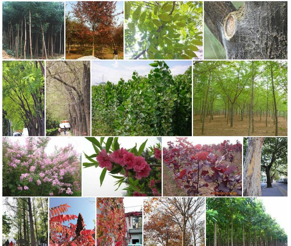 光叶短绒槐Sophora-velutina-var.-cavaleriei图片