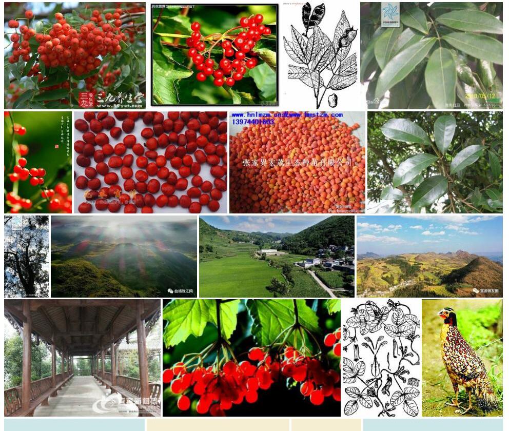 光叶红豆Ormosia-glaberrima图片