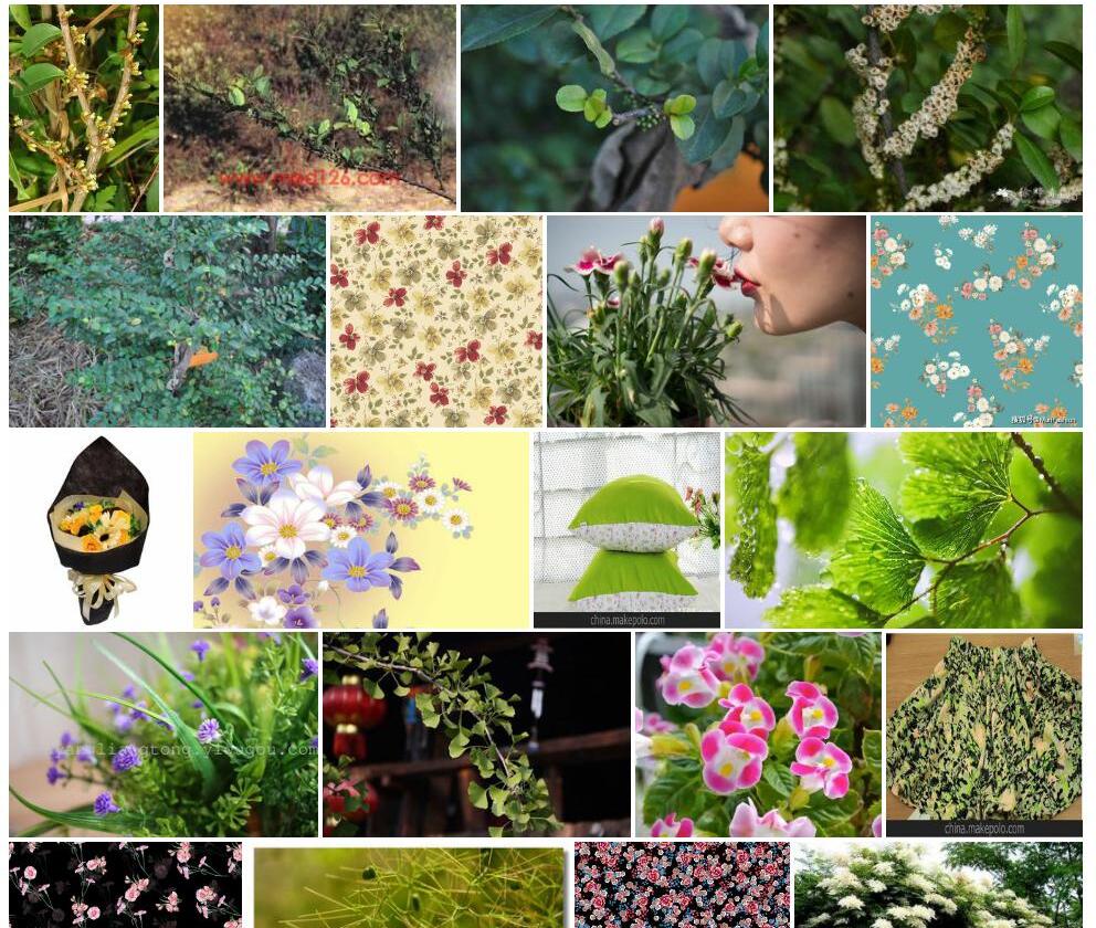 光枝米碎花Eurya-chinensis-var.-glabra图片