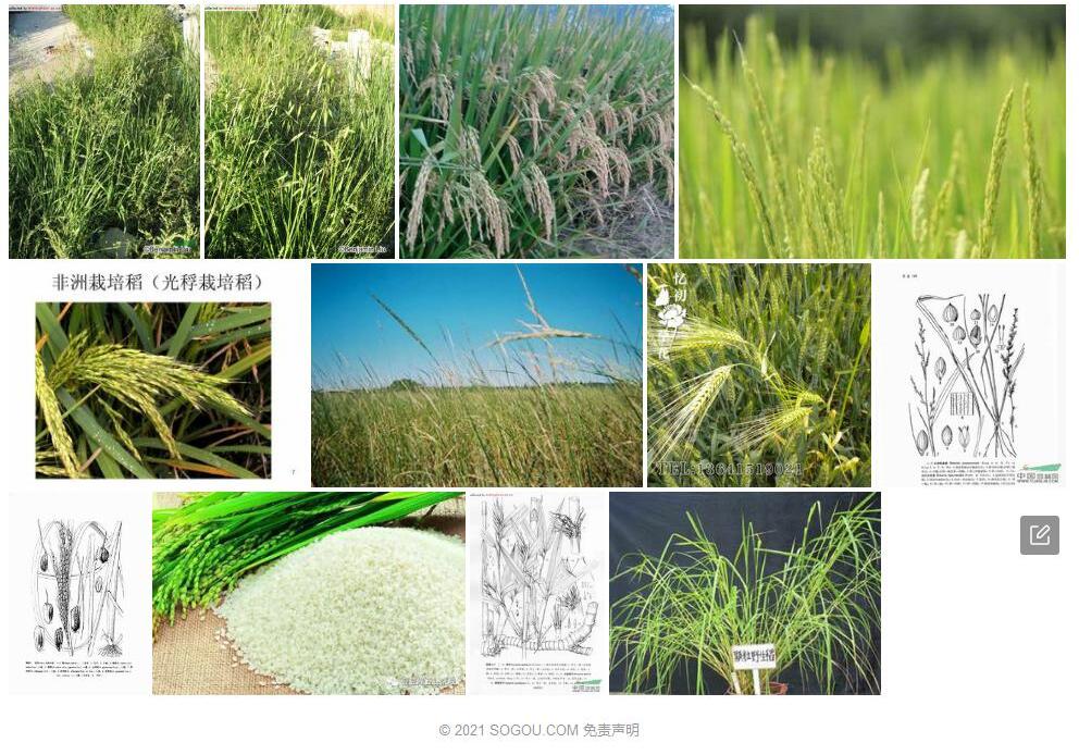 光稃稻Oryza-glaberrima图片