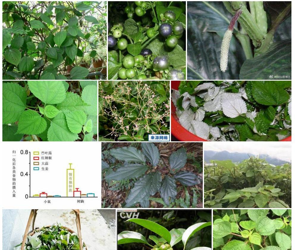 光轴苎叶蒟Piper-boehmeriaefolium-var.-tonkinense图片