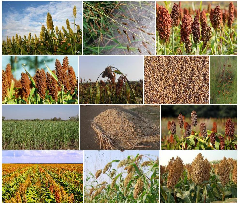 光高梁Sorghum-nitidum图片