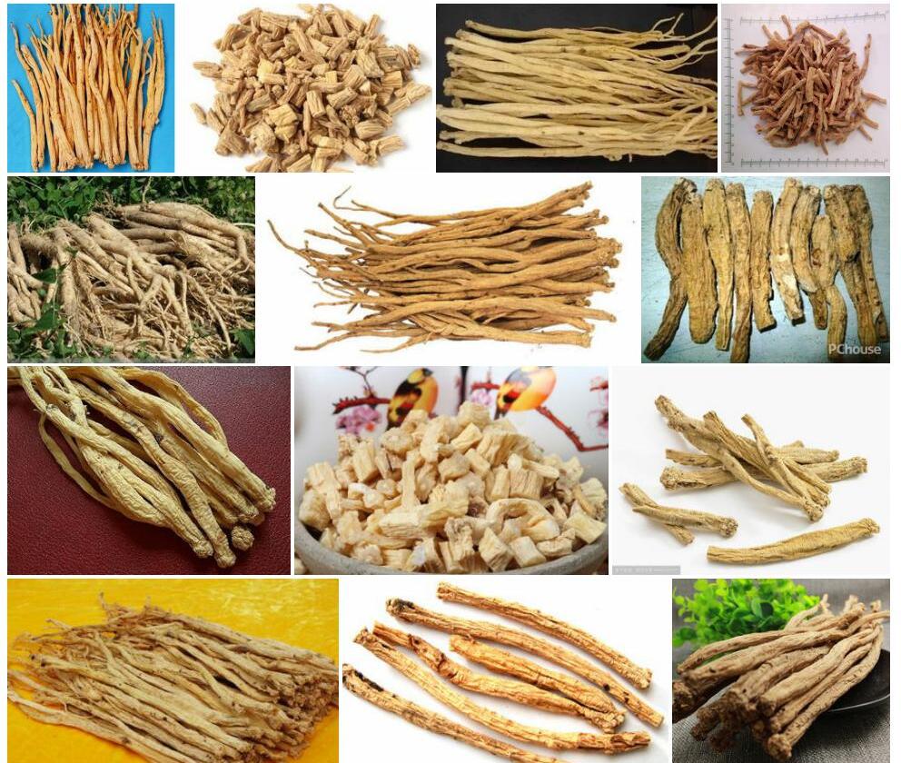 党参Codonopsis-pilosula图片