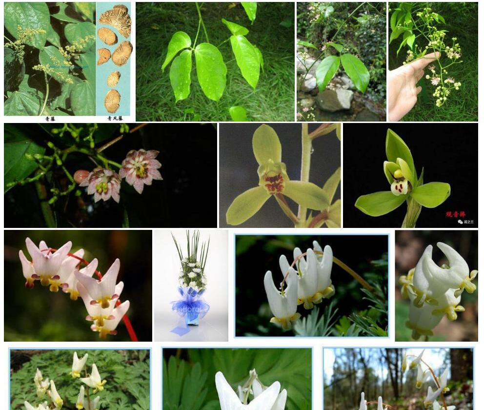 兜状青藤Illigera-trifoliata-subsp.-cucullata图片