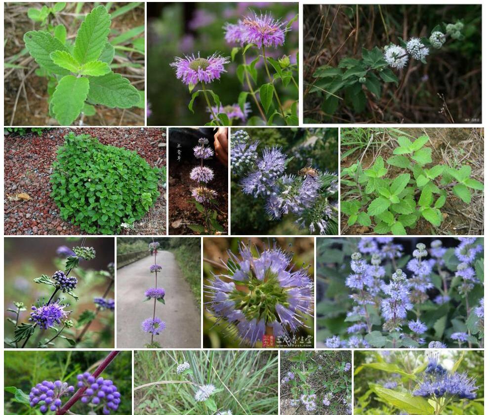 兰香草Caryopteris-incana图片