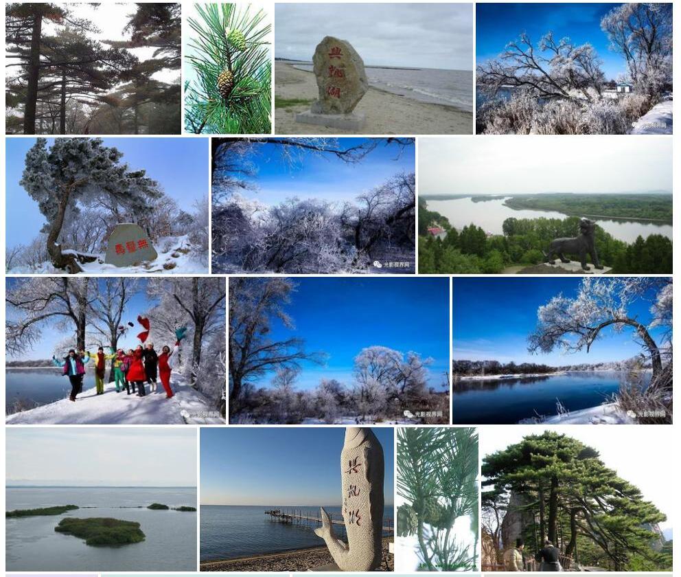 兴凯湖松Pinus-takahasii图片
