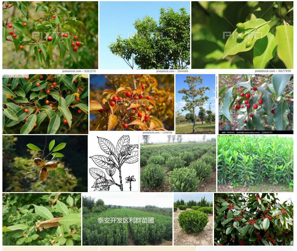 具柄冬青Ilex-pedunculosa图片