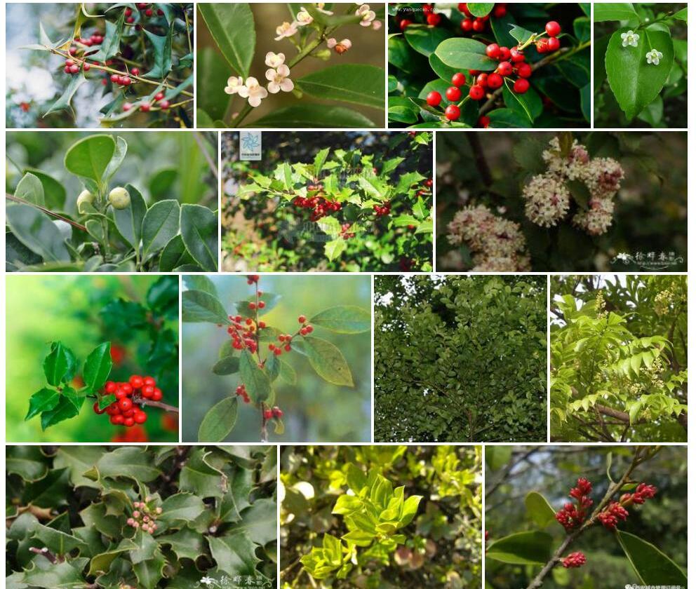 冬青科Aquifoliaceae图片