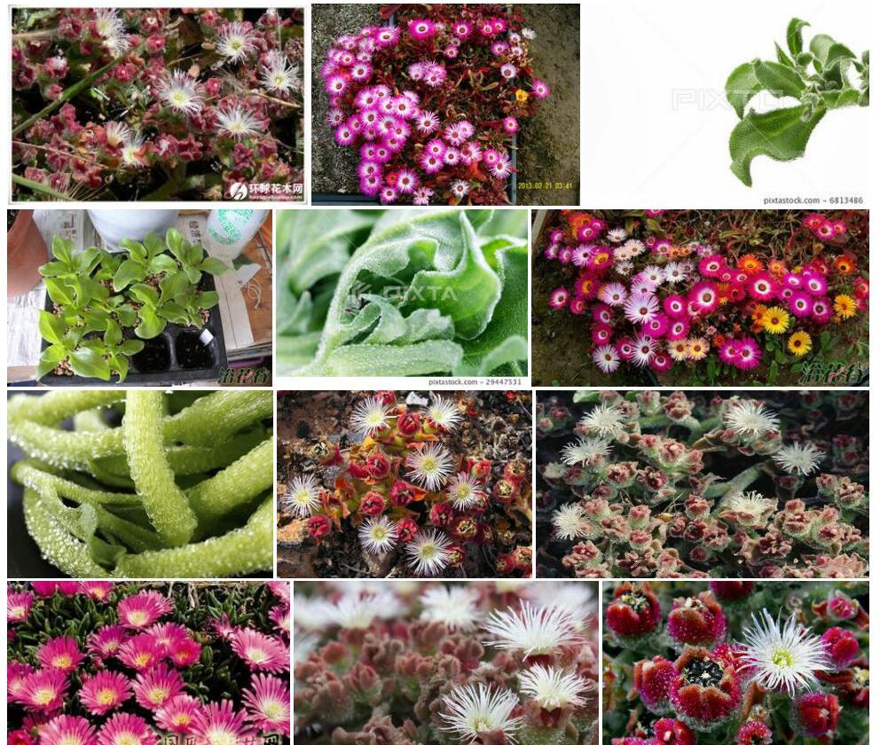 冰叶日中花Mesembryanthemum-crystallinum图片