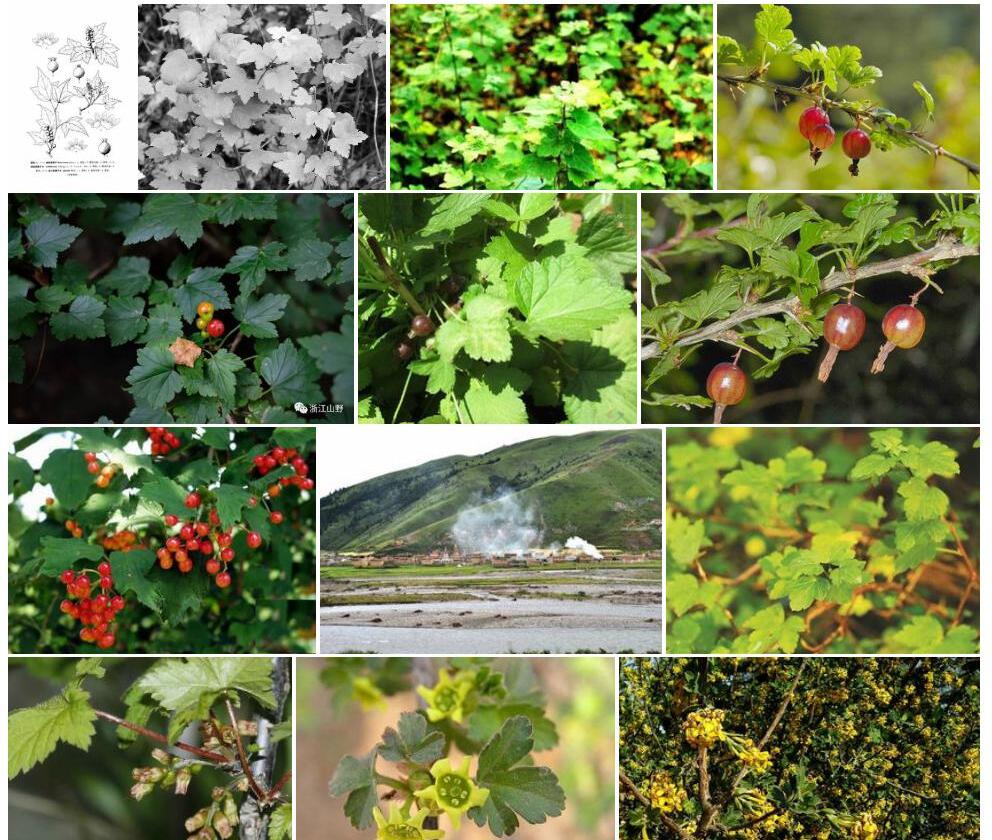 冰川茶藨子Ribes-glaciale图片