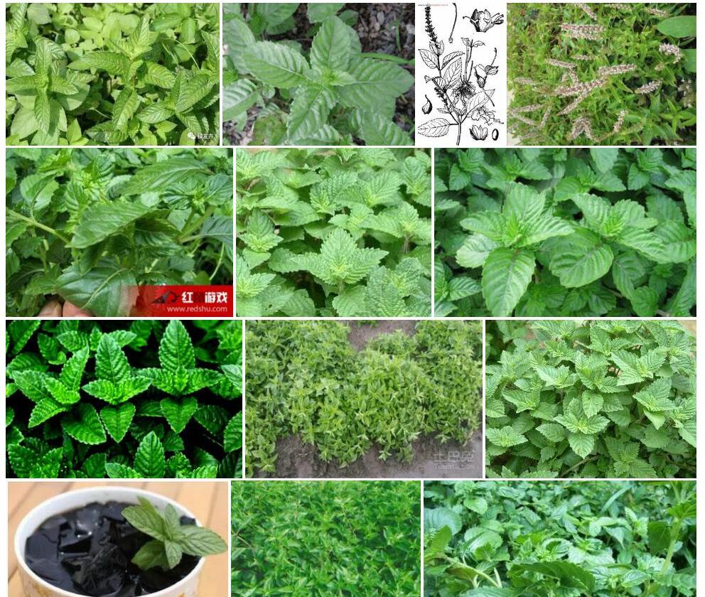 凉粉草属Mesona图片