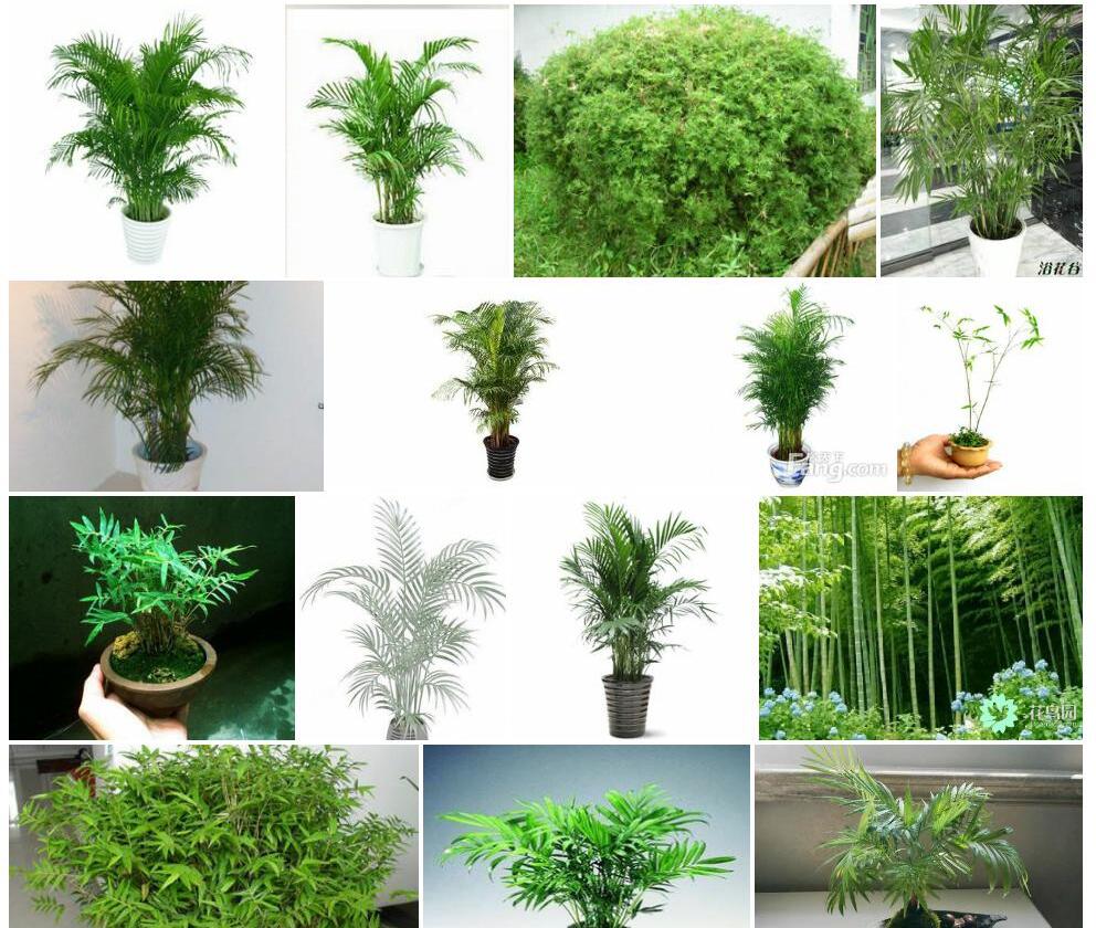 凤尾竹Bambusa-multiplex-'Fernleaf'图片