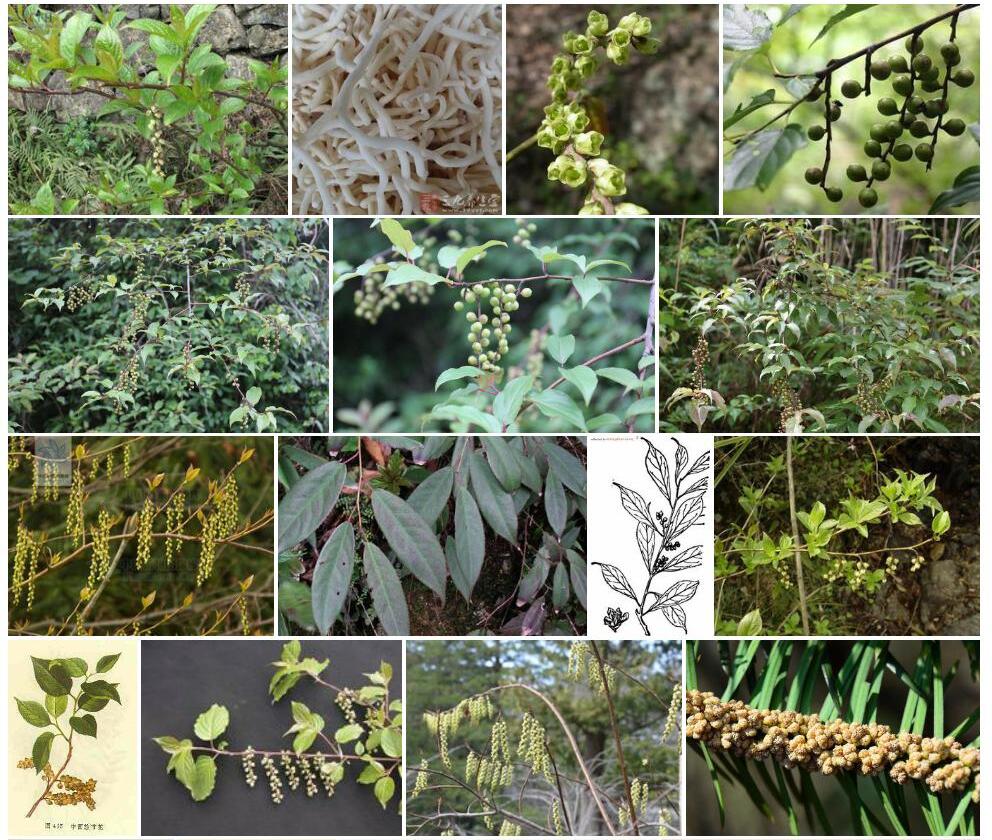 凹叶旌节花Stachyurus-retusus图片