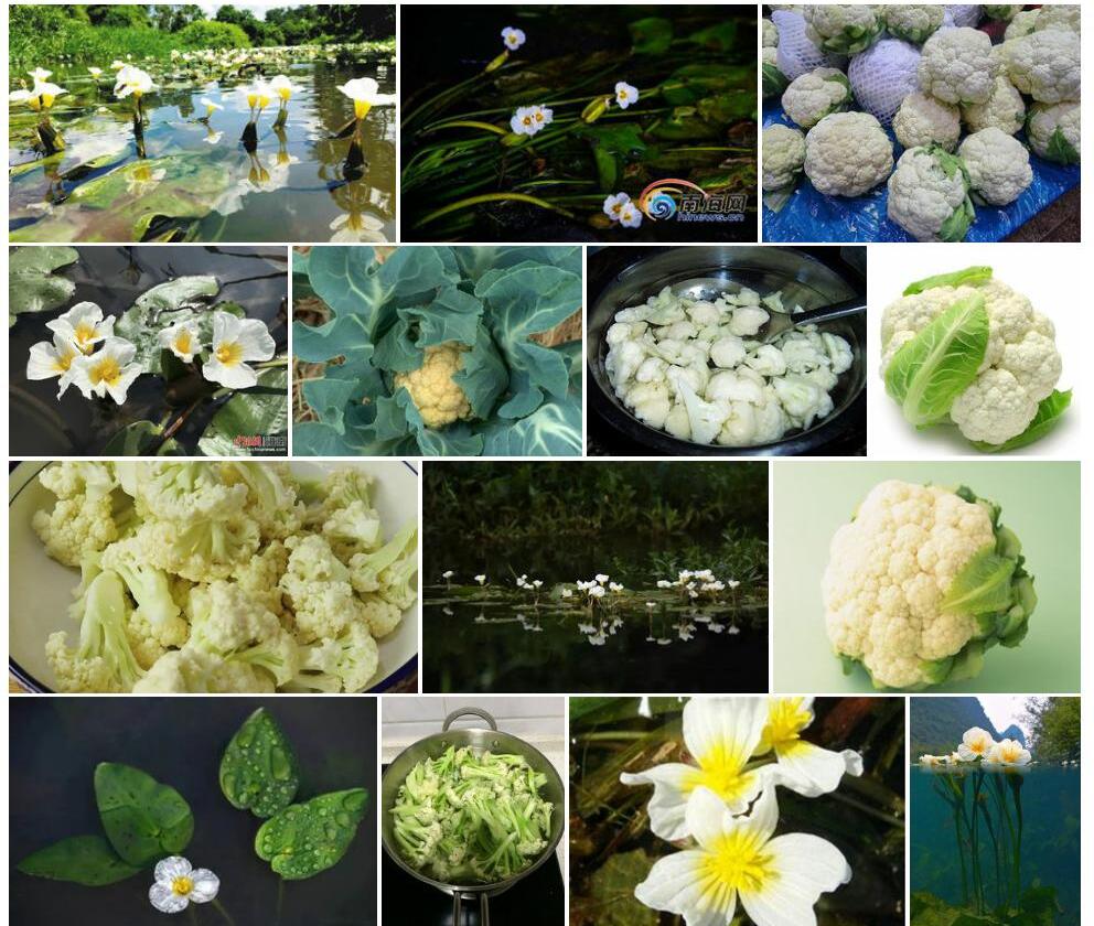 出水水菜花Ottelia-emersa图片