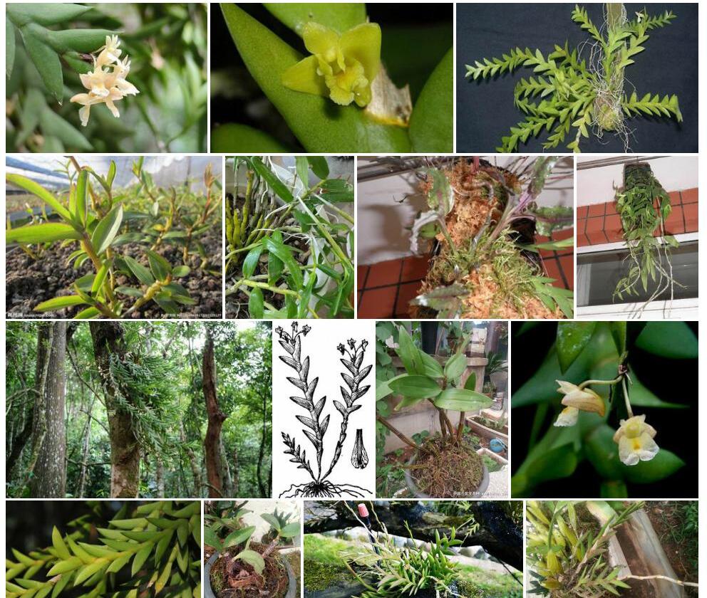 刀叶石斛Dendrobium-terminale图片