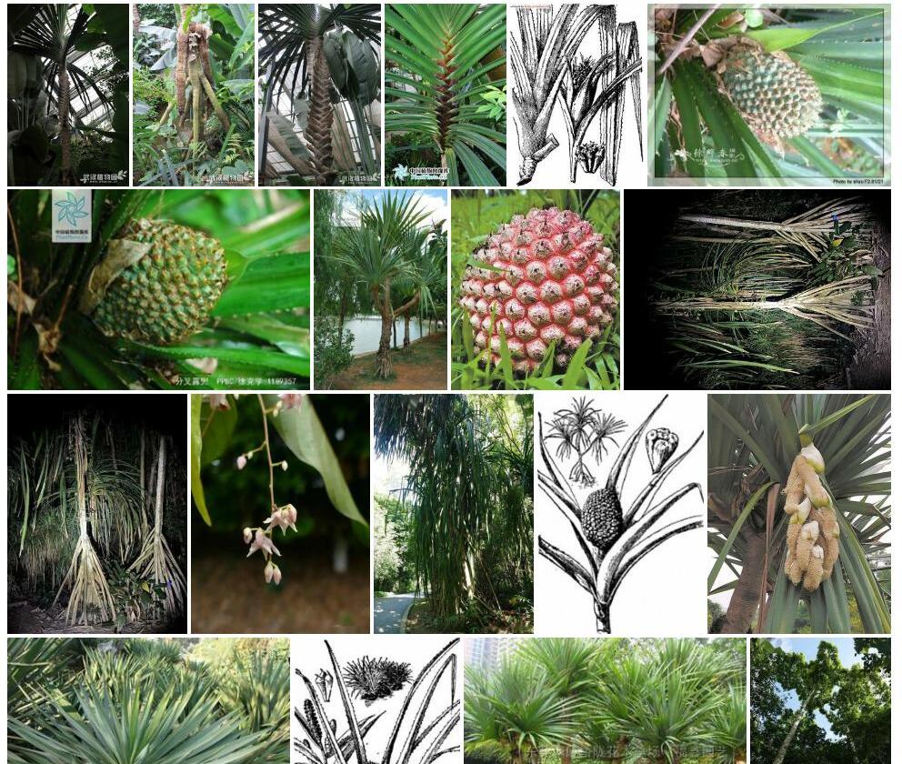 分叉露兜Pandanus-furcatus图片