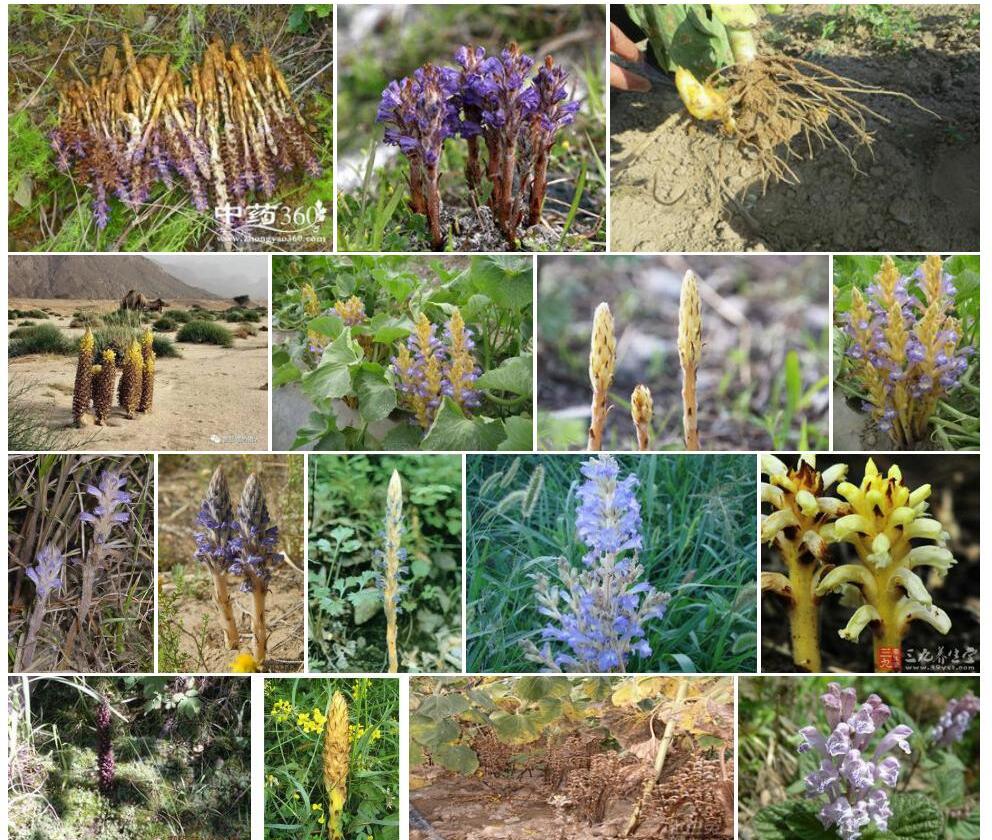 列当Orobanche-coerulescens图片