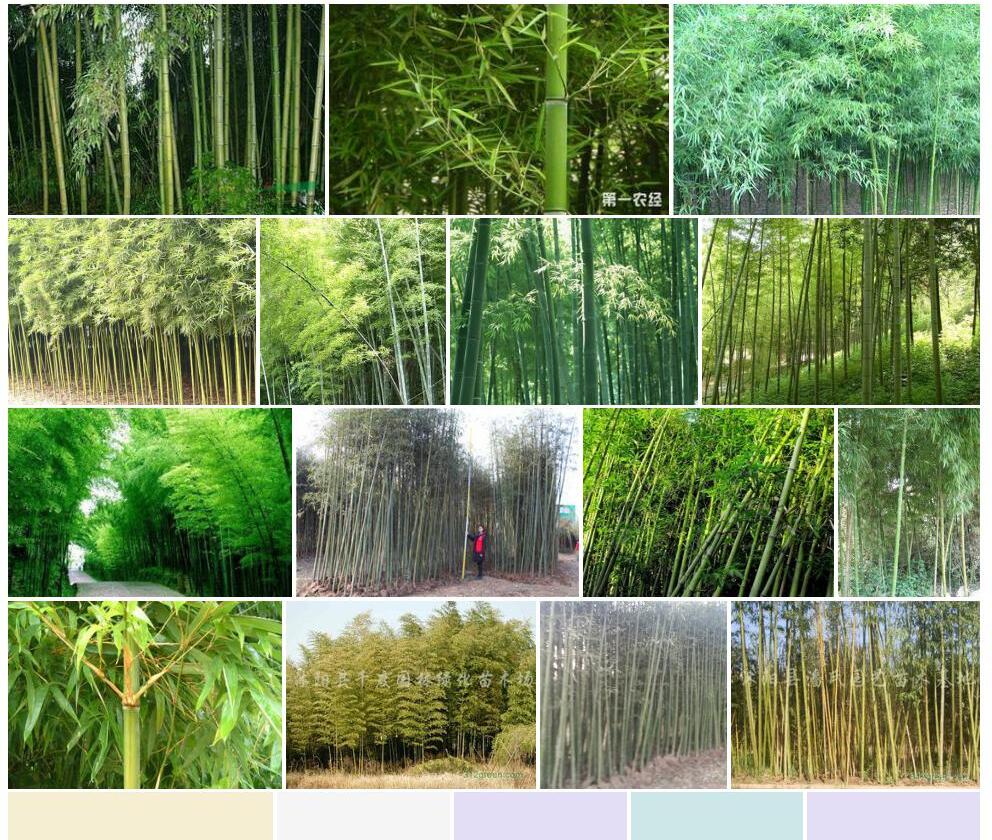 刚竹Phyllostachys-sulphurea-'Viridis'图片