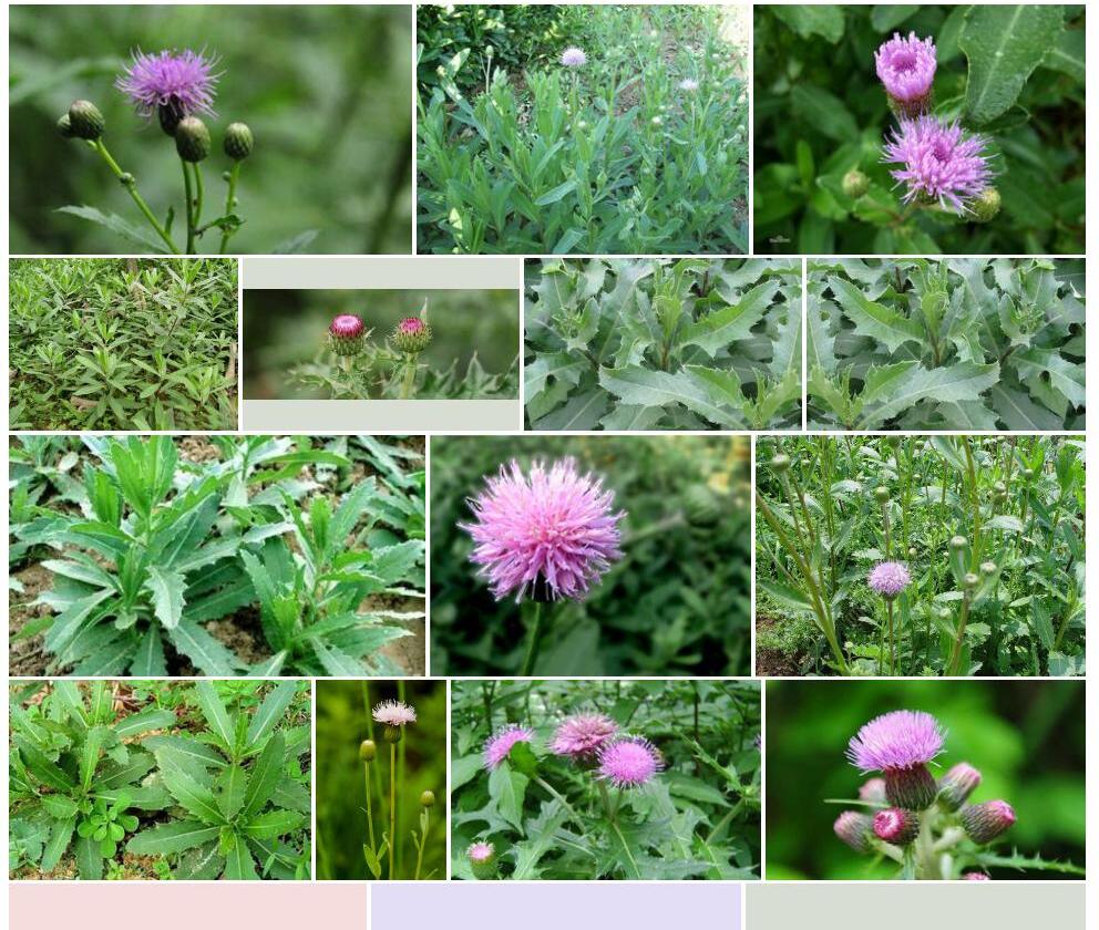 刺儿菜Cirsium-setosum图片
