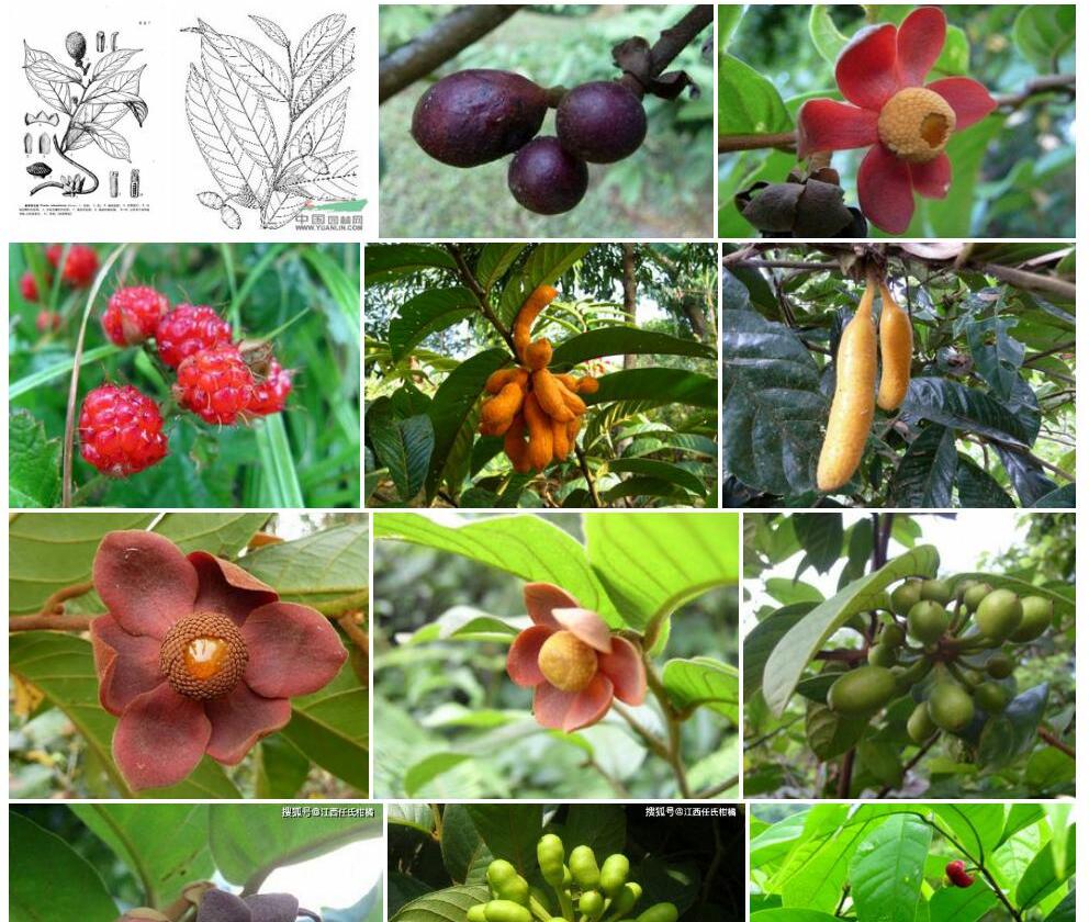 刺果紫玉盘Uvaria-calamistrata图片