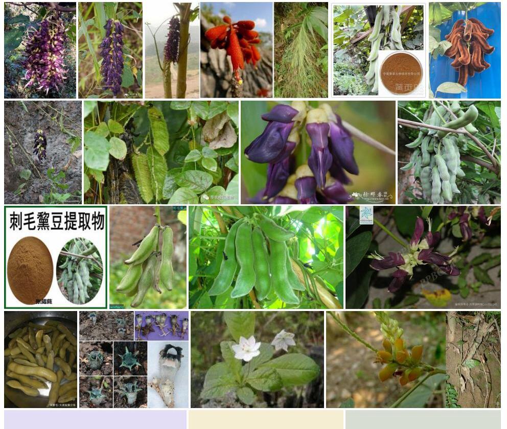 刺毛黧豆Mucuna-pruriens图片