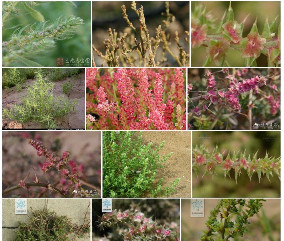 刺沙蓬Salsola-ruthenica图片