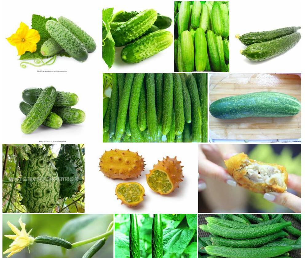 刺瓜Cynanchum-corymbosum图片