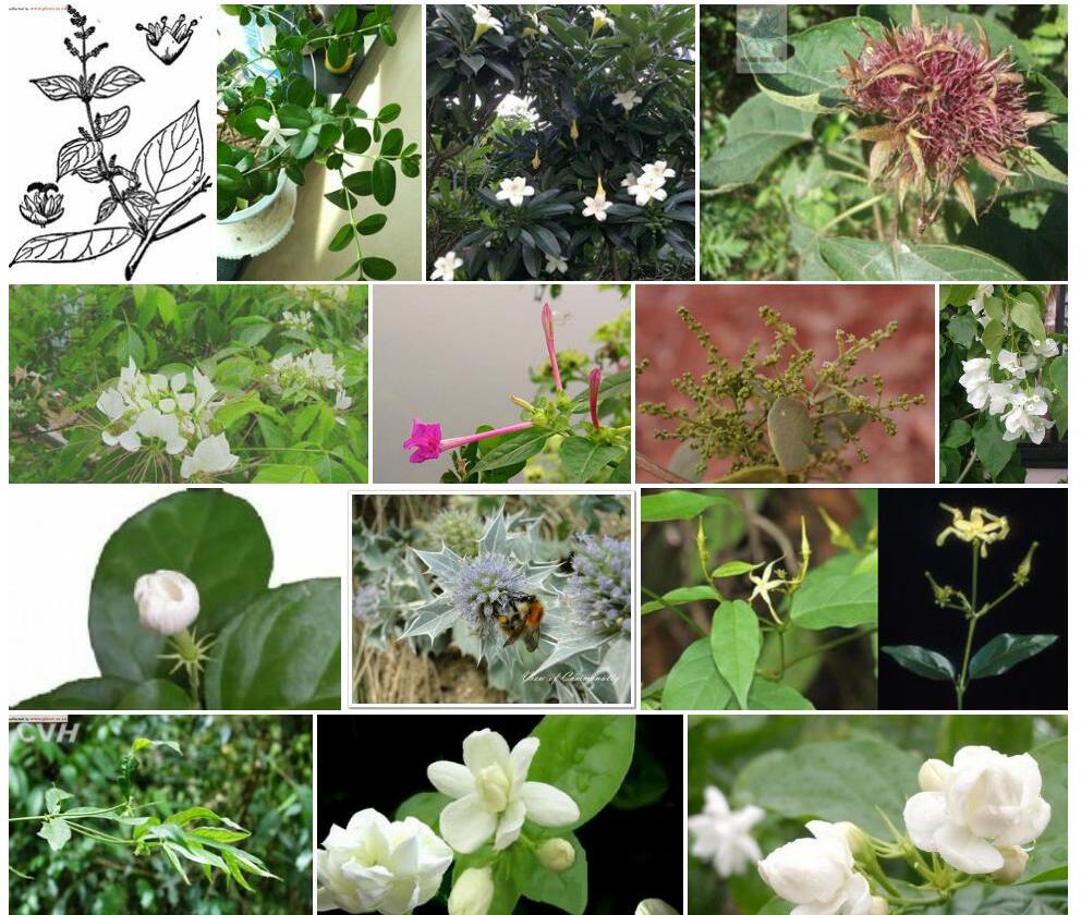 刺茉莉属Azima图片