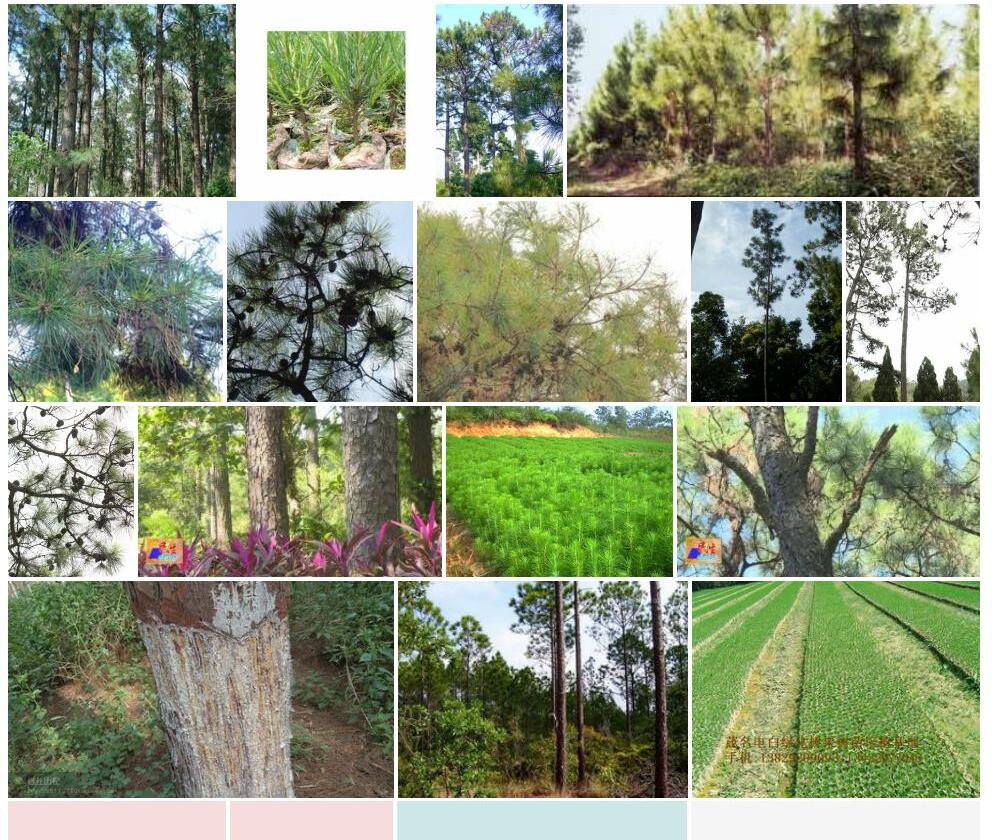 加勒比松Pinus-caribaea图片