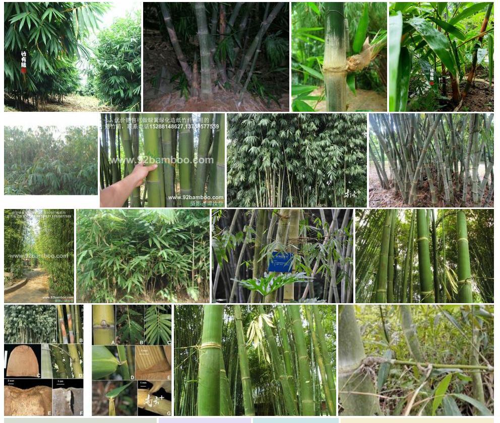 勃氏甜龙竹Dendrocalamus-brandisii图片