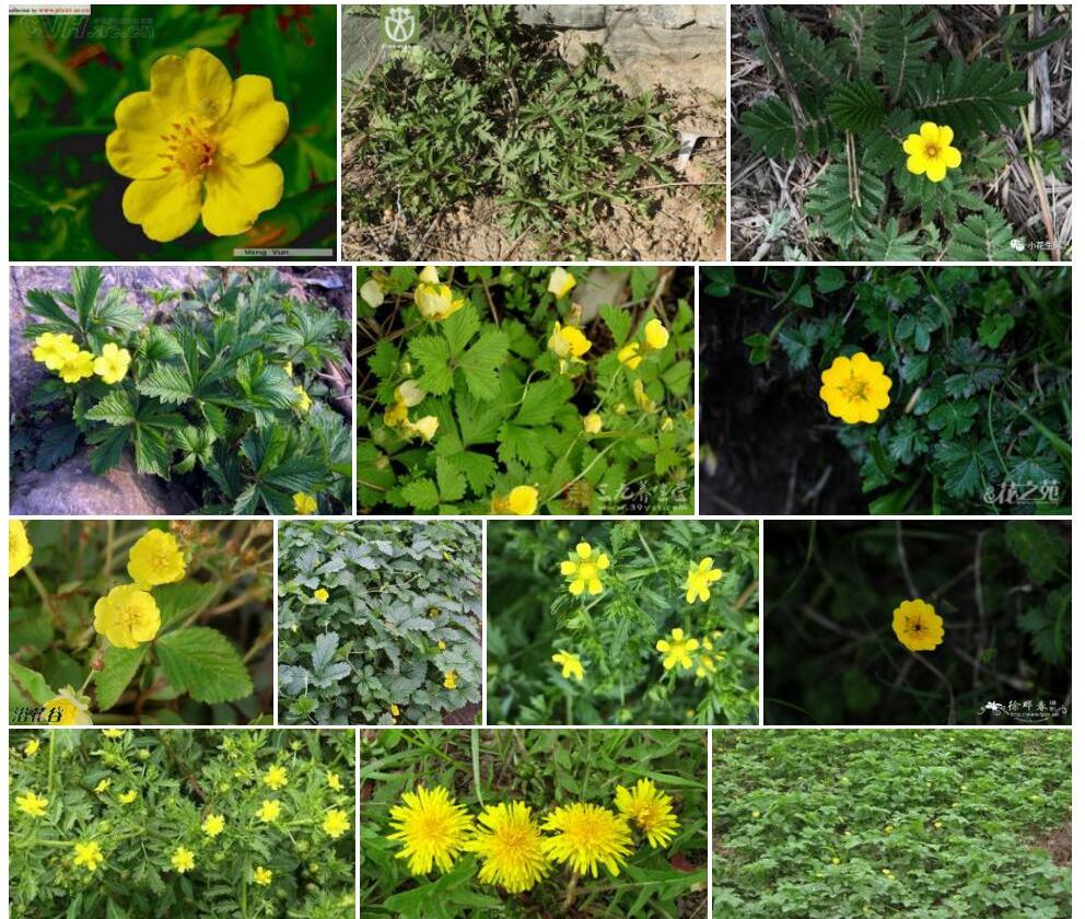 匍匐委陵菜Potentilla-reptans图片