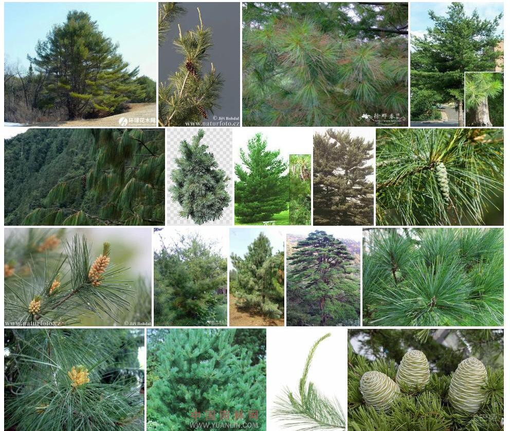 北美乔松Pinus-strobus图片