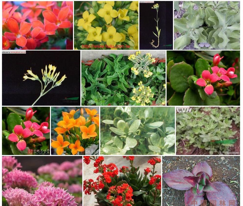 匙叶伽蓝菜Kalanchoe-spathulata图片