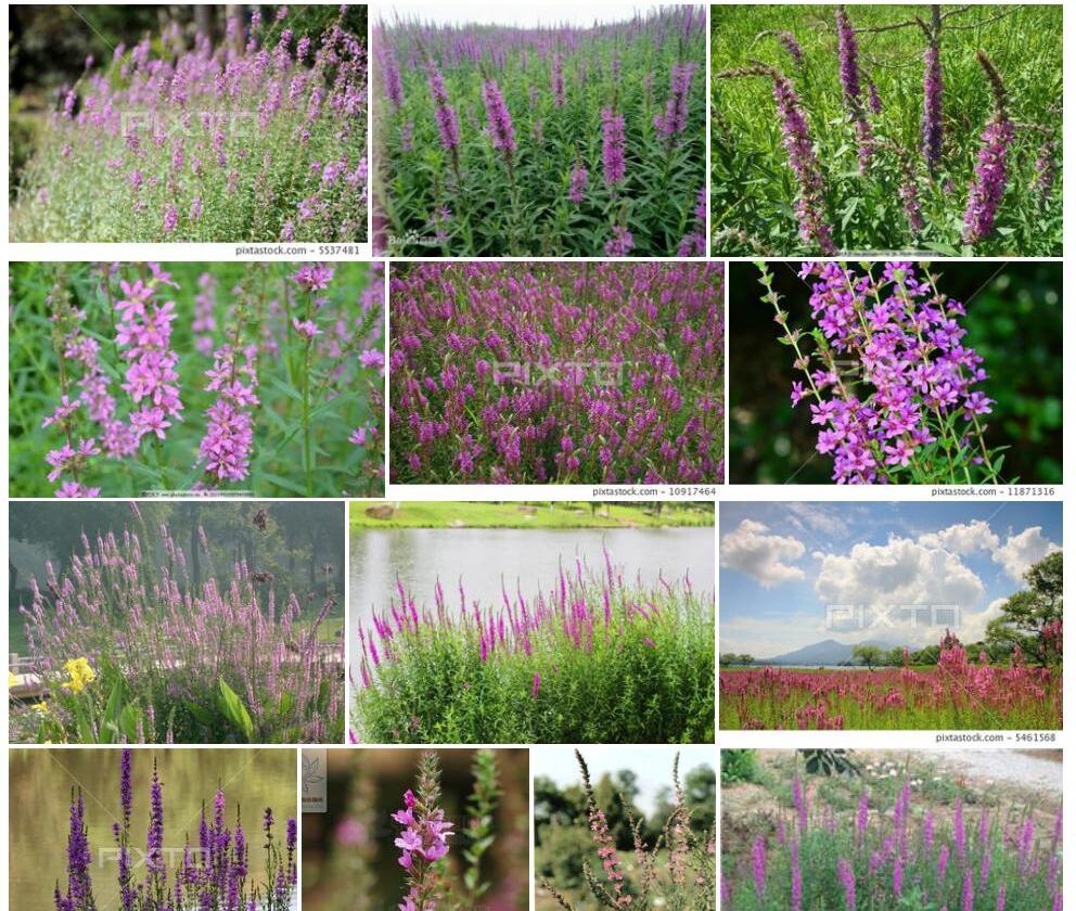 千屈菜科Lythraceae图片