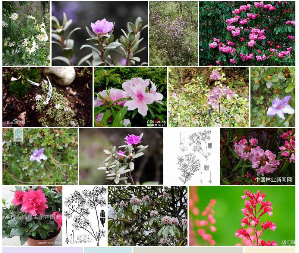 千里香杜鹃Rhododendron-thymifolium图片