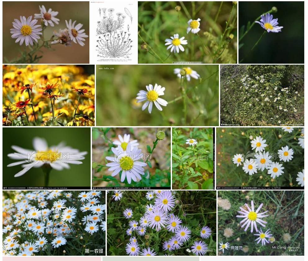 半卧狗娃花Heteropappus-semiprostratus图片