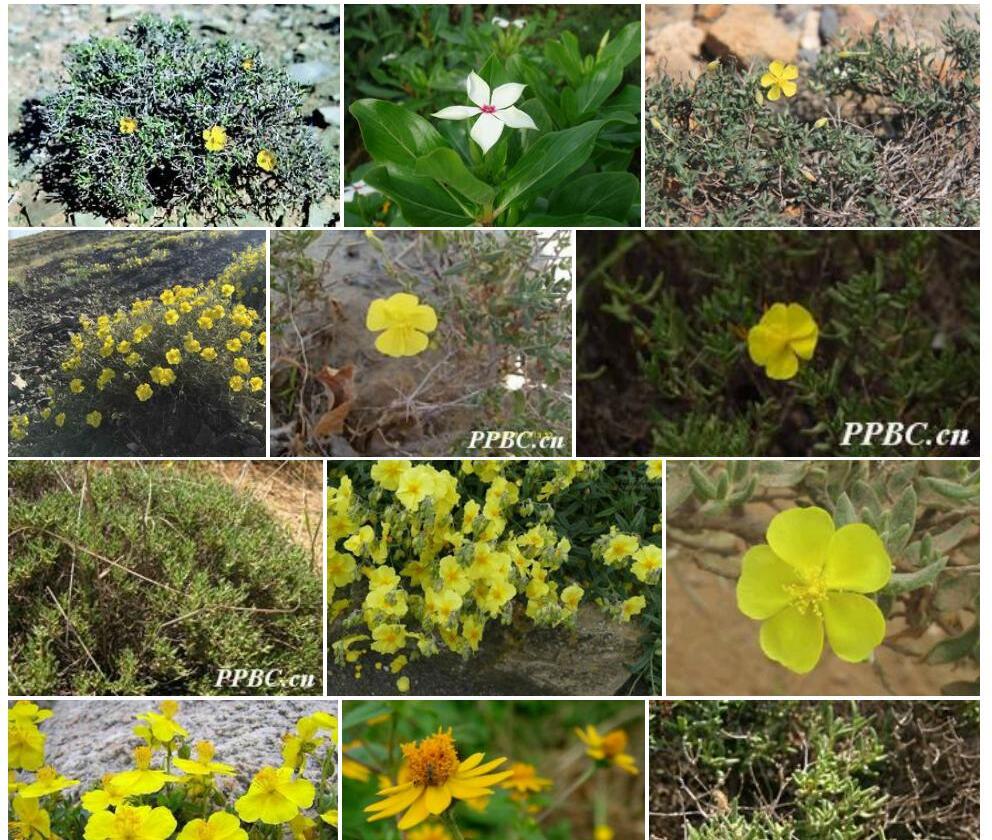 半日花Helianthemum-songaricum图片