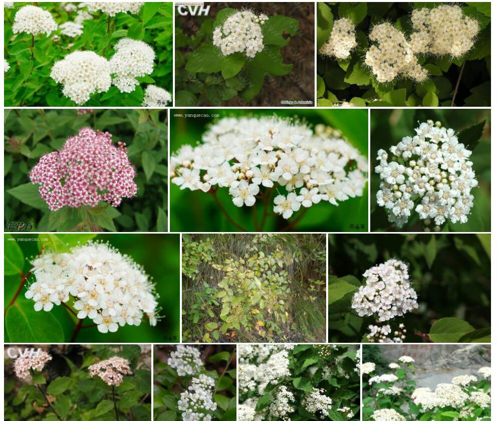 华北绣线菊Spiraea-fritschiana图片