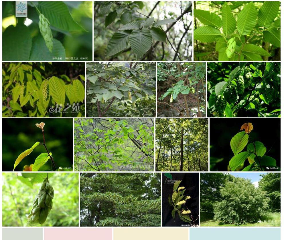 华千金榆Carpinus-cordata-var.-chinensis图片