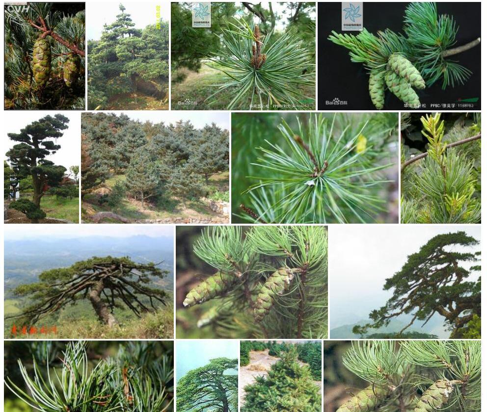 华南五针松Pinus-kwangtungensis图片