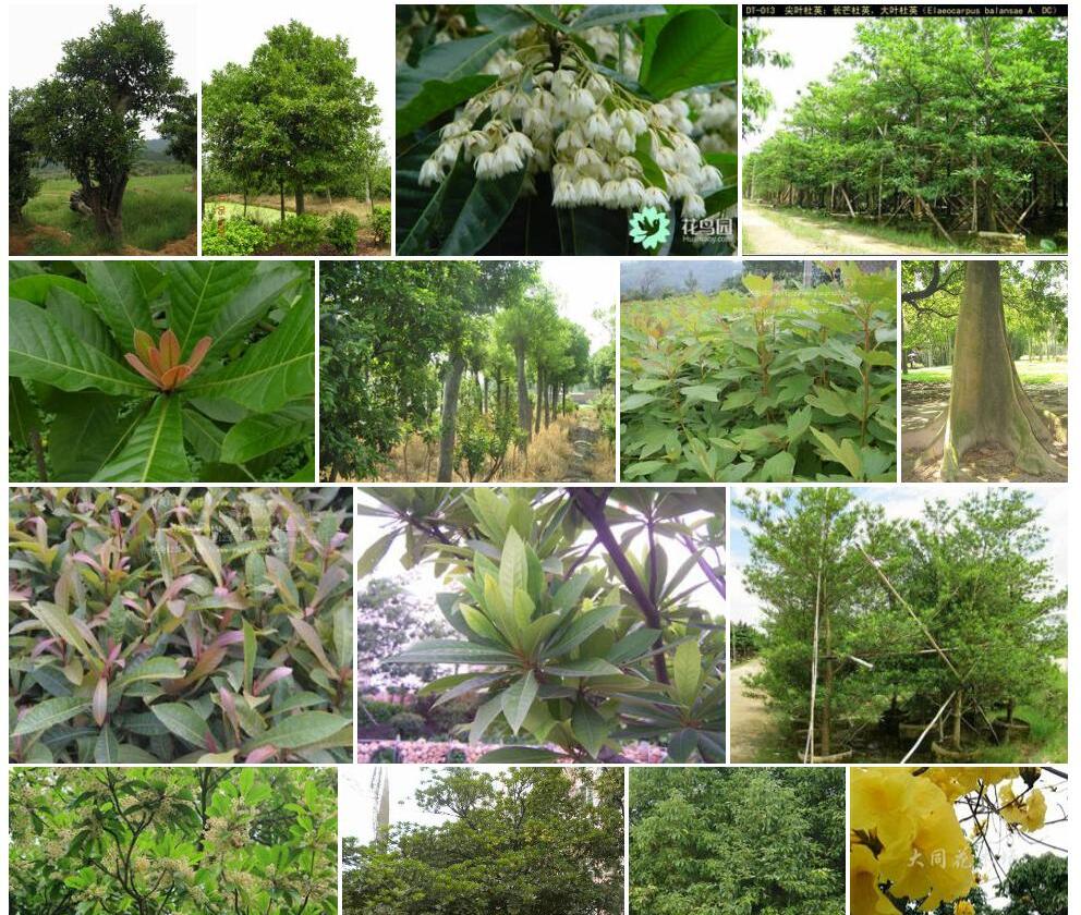 华南杜英Elaeocarpus-austro-sinicus图片