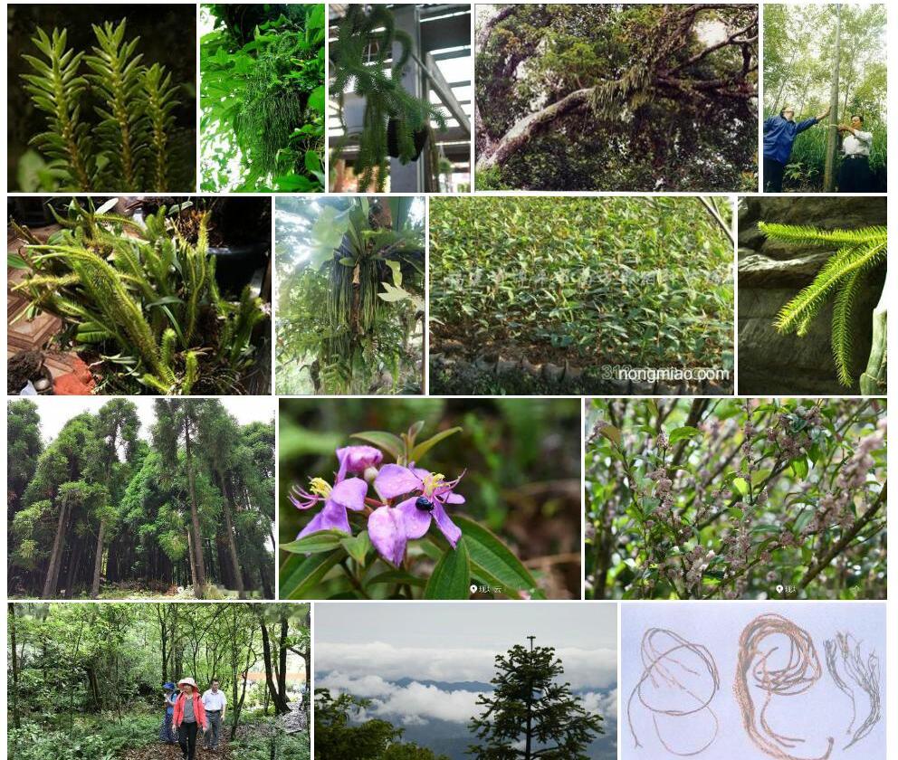 华南马尾杉Phlegmariurus-austrosinicus图片