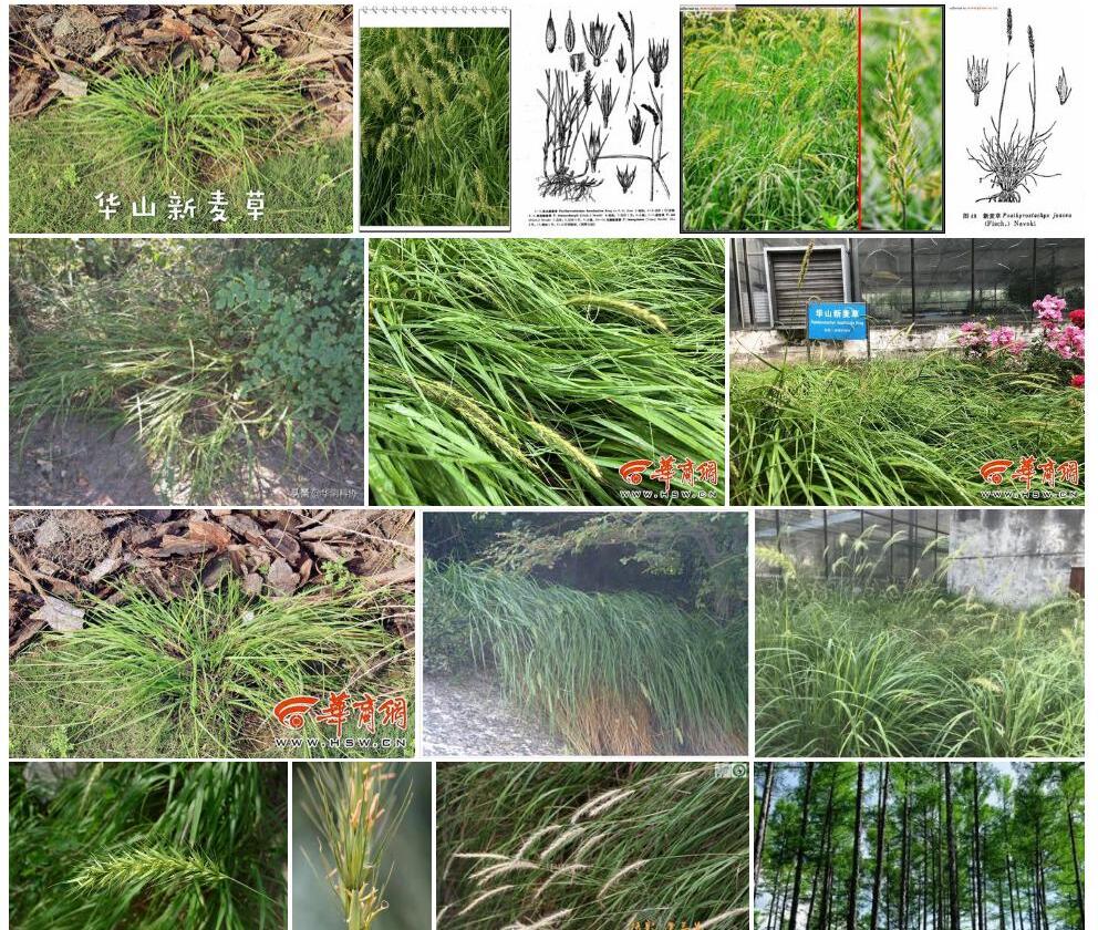 华山新麦草Psathyrostachys-huashanica图片