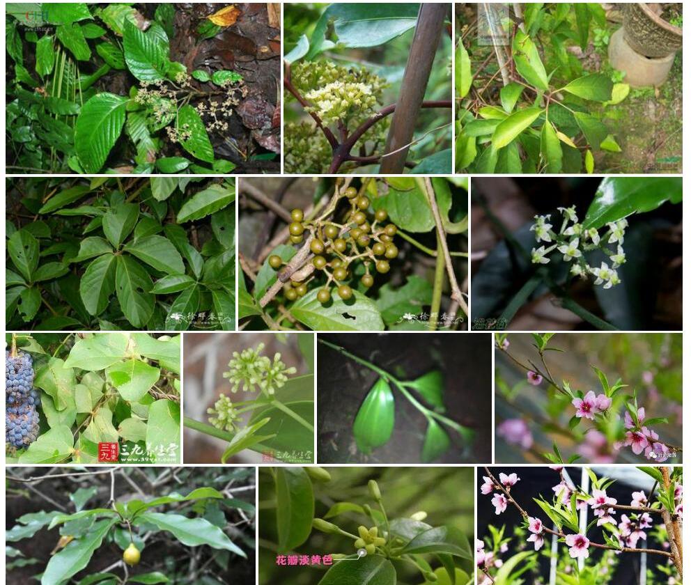 单叶红枝崖爬藤Tetrastigma-erubescens-var.-monophyllum图片