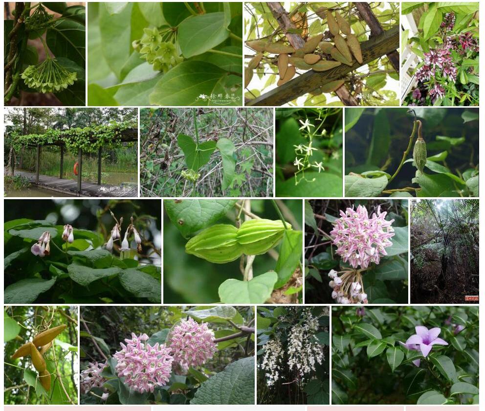 南山藤属Dregea图片