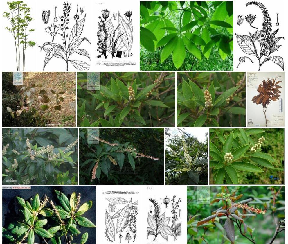 南川桤叶树Clethra-nanchuanensis图片