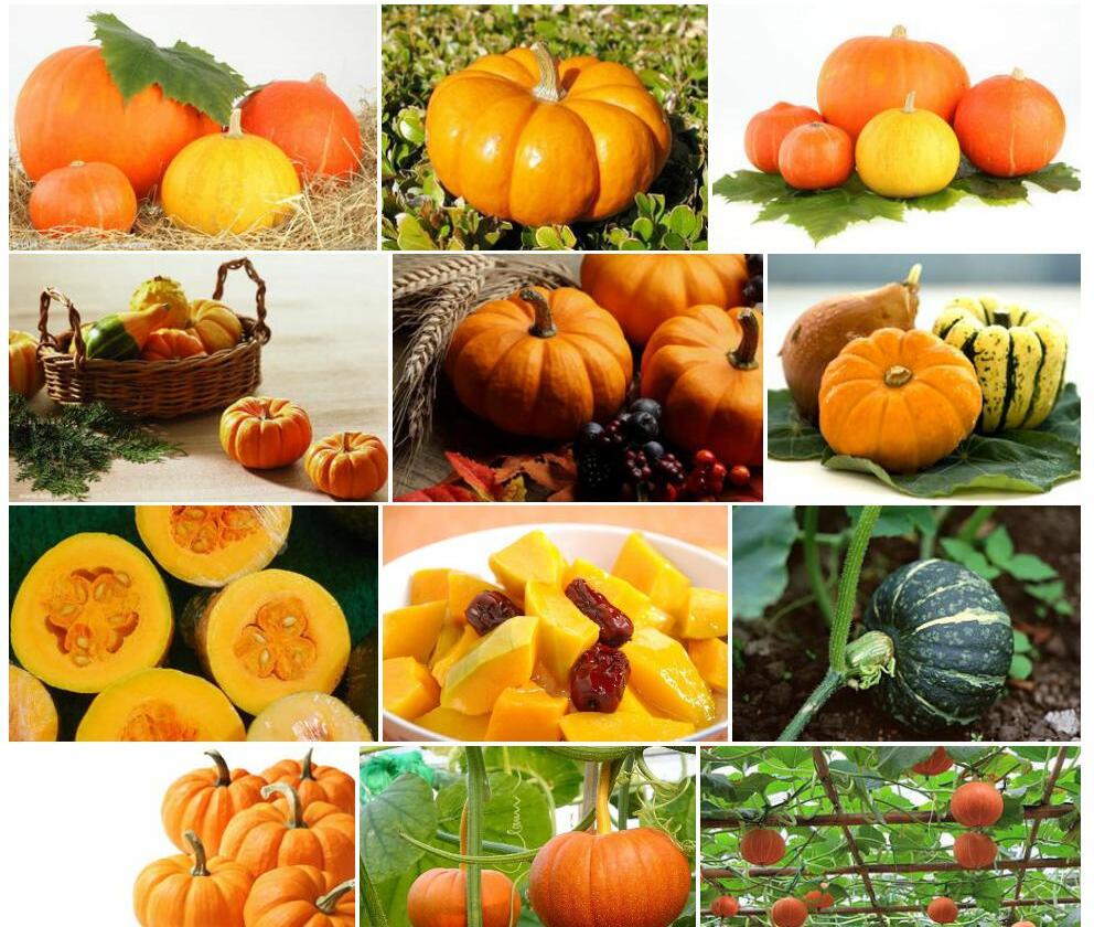 南瓜Cucurbita-moschata图片